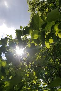 Low angle view of sunlight streaming through tree