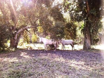 Sheep grazing on field