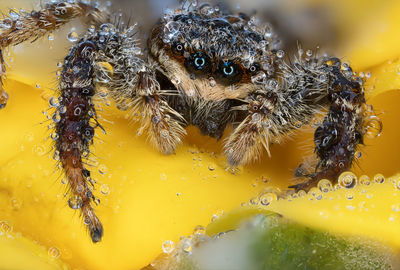 Close-up of spider on flower