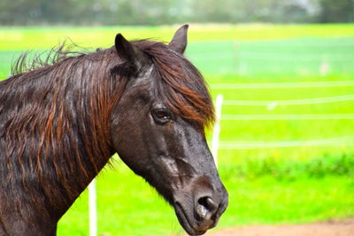 Close-up of horse on field