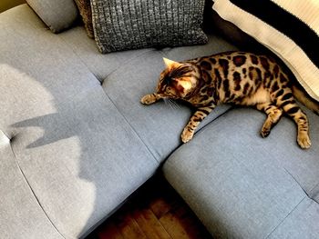 High angle view of cat lying on sofa