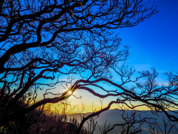 Low angle view of silhouette bare tree against blue sky