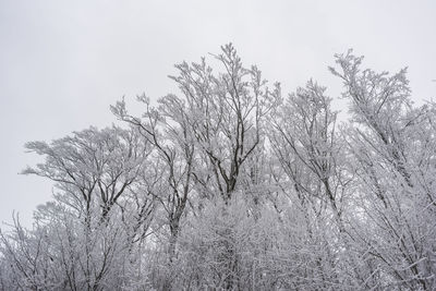 Low angle view of bare trees against sky during winter