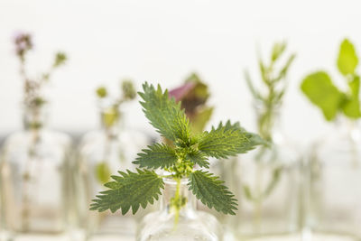 Close-up of potted plant against white background