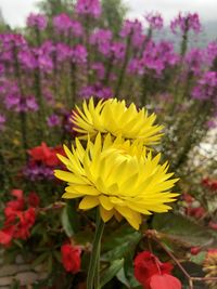 Close-up of yellow flowering plant