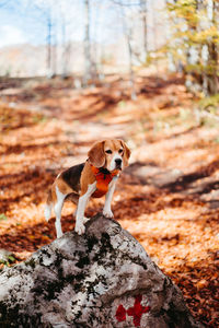 Portrait of dog on rock