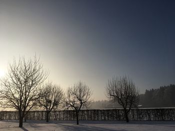 Bare trees on snow covered landscape against clear sky