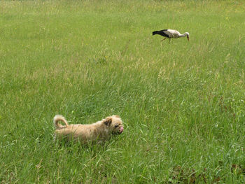 Dog on field