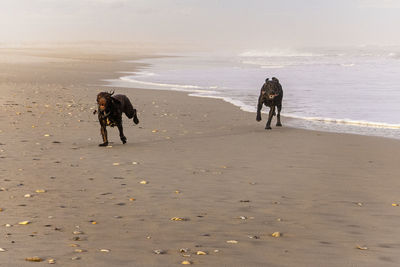 Front view of two dogs running  on the beach