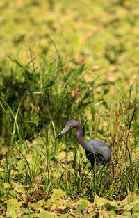 High angle view of gray heron on grass