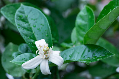 Close-up of white flowering plant