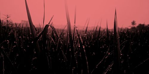 Close-up of silhouette plants on field against sky at sunset