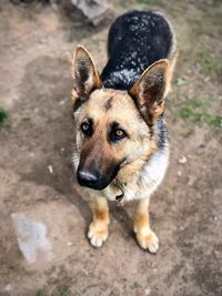 High angle portrait of dog standing outdoors