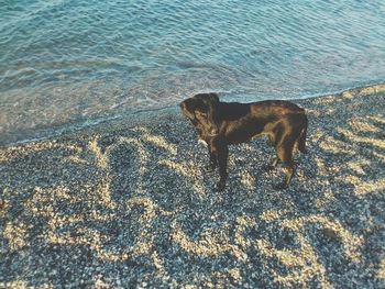 Dog standing on beach