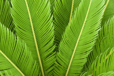 Full frame shot of palm leaf