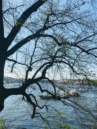 Bare tree by lake against sky