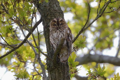 A tawny owl