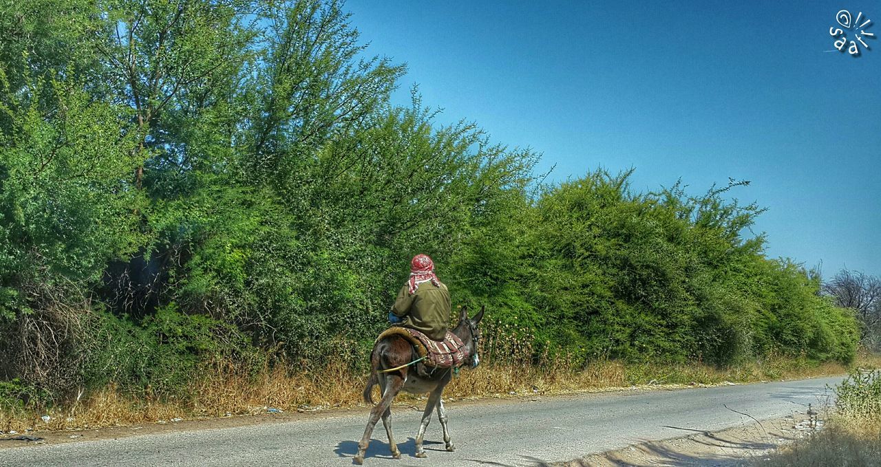 tree, bicycle, full length, transportation, road, clear sky, plant, riding, land vehicle, growth, blue, day, sky, sunlight, outdoors, green color, lifestyles, nature