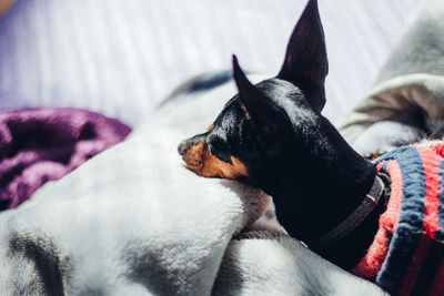 Close-up of a dog resting on bed