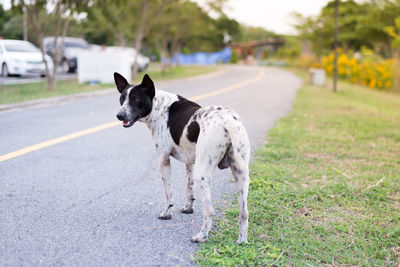 Dog standing on road amidst field