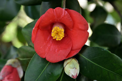 Close-up of red rose flower