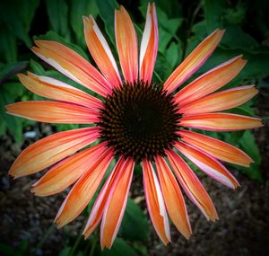 Close-up of coneflower blooming outdoors