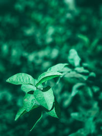 Close-up of green leaves on plant