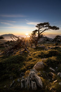 Sunset in pollino national park with mountaions fog and trees and beautiful sky. sun with rays 