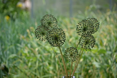 Close-up of flowering plant on land