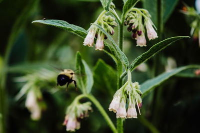 Close-up of bee pollinating on flower