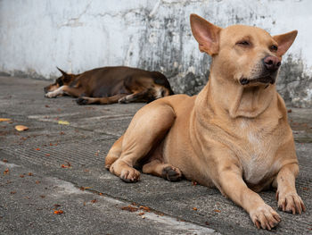 The day for stray dog lying on footpath.
no onwer and friendly. 
by leica nocticron