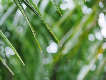 Close-up of water drops on blade of plant