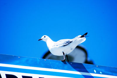 A single dove sitting on a wall against a bright blue sky