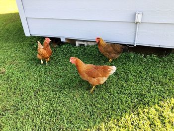 Rooster on grass