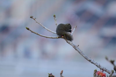 Close-up of bird perching on branch