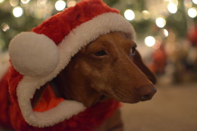 Close-up of dog looking away