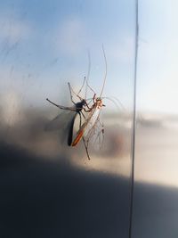 Close-up of insect against sky