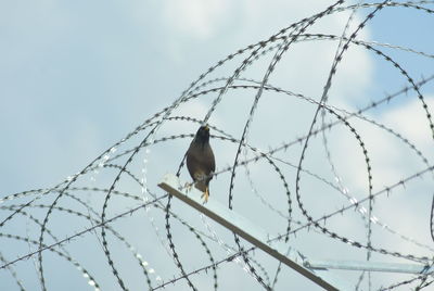 Low angle view of bird perching on fence against sky