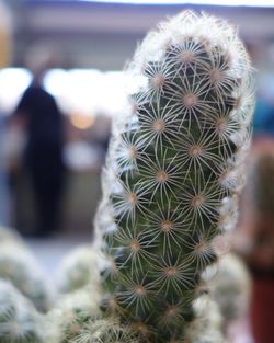 Close-up of prickly pear cactus