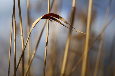 Close-up of plant