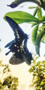 Close-up of butterfly on leaf