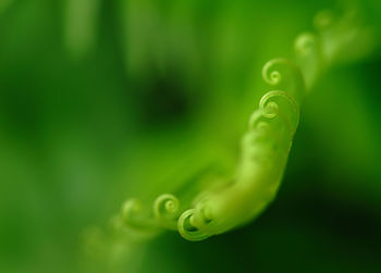 Close-up of water drop on leaf