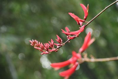 Close-up of red flowering plant