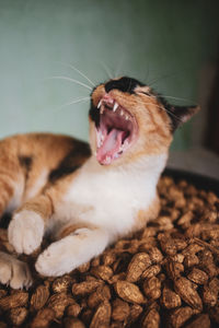 Close-up of cat yawning