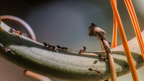 Close-up of birds perching on leaf