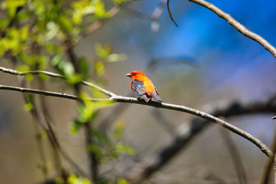 Close-up of bird perching on branch