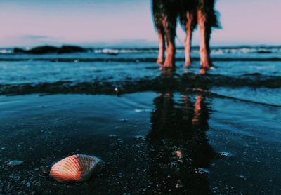 Scenic view of sea against sky at sunset