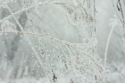 Close up hoarfrost crystals falling away from twigs concept photo