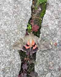 High angle view of flowering plant on rock