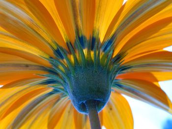 Extreme close-up of yellow flower